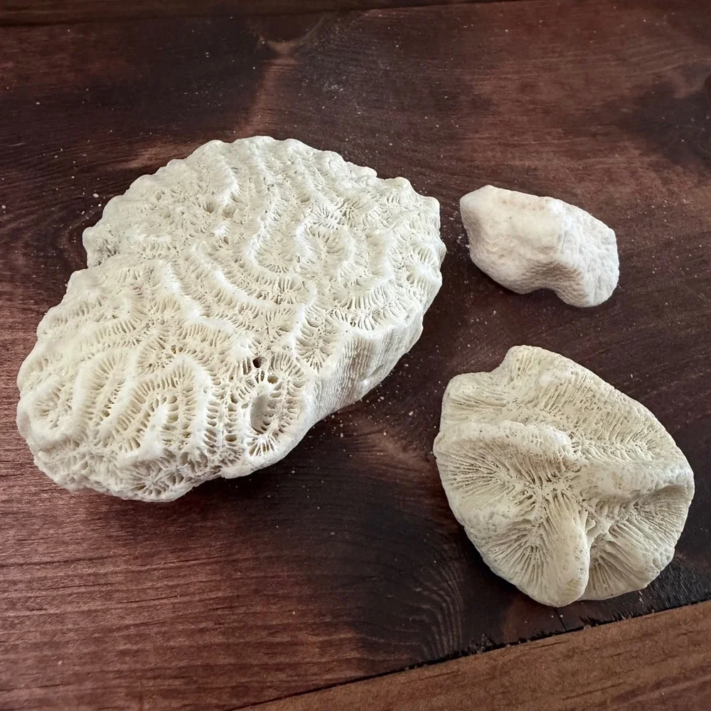 Natural White Brain and Star Coral Fossil Specimen Set 3 Pieces Coastal Decor